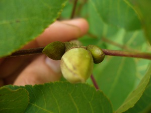 carya ovalis (caryer rouge)